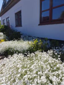 a bed of white flowers in front of a house at Ferienhaus Loose in Loose