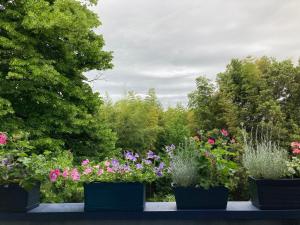 a group of potted plants on a table with trees at La Casa Blu di Monasteto in Tricesimo +37 photos