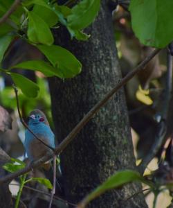 ein blauer Vogel, der auf einem Ast sitzt in der Unterkunft Ose Cottages in Kisumu