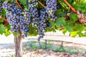 Zahrada ubytování Mettler Winery
