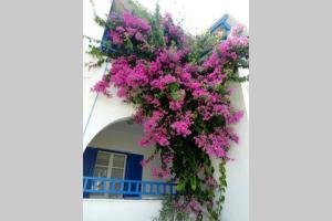 Um ramo de flores cor-de-rosa num edifício branco. em 3 min from the beach-White&blue house in Apollon em Apollon