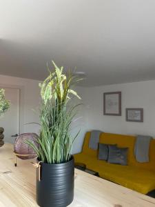 una olla negra con una planta en una mesa en una sala de estar en city roof, en Teterow
