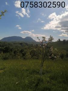 a tree in a field with mountains in the background at Casa Cristalul Muntilor in Poiana Mărului
