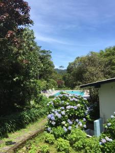 Pousada Moinho Azul في تيريسوبوليس: حديقة بها زهور أرجوانية بجوار حمام سباحة