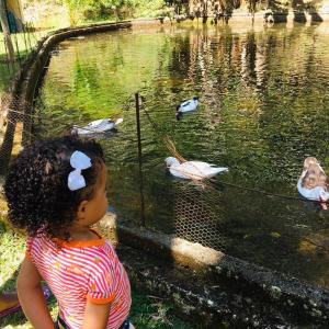una niñita mirando patos en un estanque en Pousada Moinho Azul, en Teresópolis