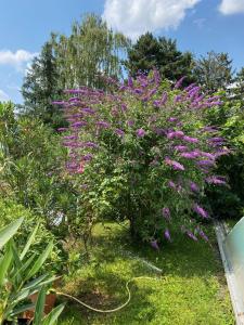 un arbusto con flores púrpuras en un jardín en Blaues Haus, en Niederdorfelden
