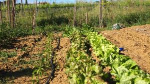 Zahrada ubytování Agriturismo La Terra