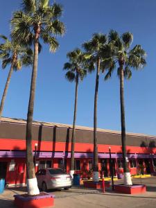 a group of palm trees in front of a store at COSTA MAR in Ensenada