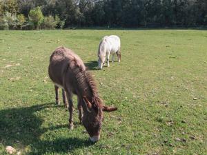 twee ezels die grazen in een grasveld bij Mas Teixidor in Crespiá