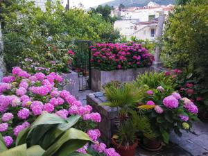 un jardín lleno de flores y plantas en Apartments Sensa, en Dubrovnik