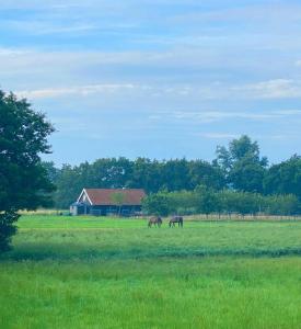 two horses grazing in a field with a house at Seehotel Oostkapelle in Oostkapelle
