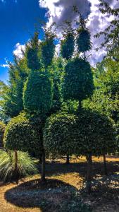 a group of trees with green leaves on them at Apartment Franciska in Rakovica