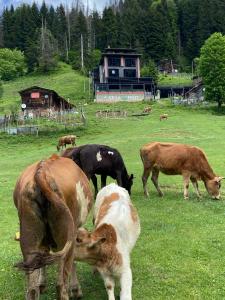 un grupo de vacas pastando en un campo en Ayder Villa de Pelit Hotel, en Ayder