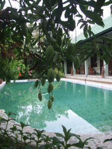 Ein Haufen Obst hängt von einem Baum neben einem Pool in der Unterkunft Rumah Sawah in Yogyakarta