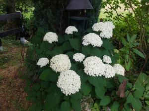 un arbusto de flores blancas en un jardín en Fewo am Wald en Balve