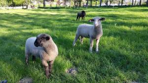 three sheep standing in the grass in a field at Fewo am Wald in Balve