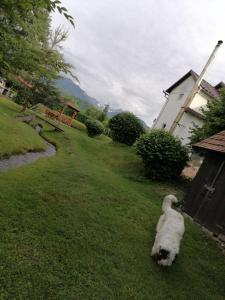 un cane bianco in piedi sull'erba vicino a una casa di Casa de vacanța Marin ad Arpaşu de Sus