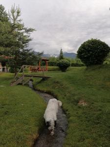 un chien blanc marchant dans un ruisseau dans un champ dans l'établissement Casa de vacanța Marin, à Arpaşu de Sus