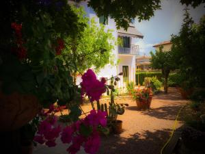 a plant with pink flowers in front of a house at Bed & Breakfast Don Carlos in San Martino di Lupari