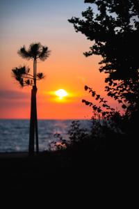 a palm tree with the sunset in the background at Apartman Noel Peroj centar in Peroj