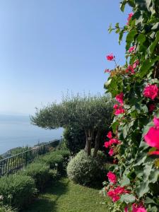 een tuin met roze bloemen en een boom bij Villa Gelsomina in Ravello