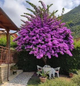 un grand arbre avec des fleurs violettes dans un jardin dans l'établissement La Bouganville e Il Gelsomino, à Pietrasanta
