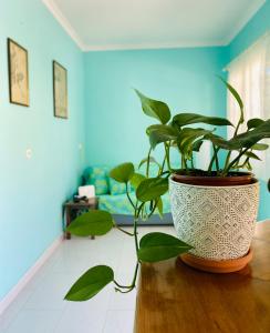Gallery image of Camelia Studios in Yenion +29 photos