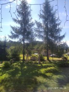 dwa drzewa i ławka na polu trawy w obiekcie Domek holenderski w mieście Sztynort