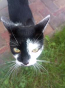 a black and white cat standing in the grass at Ferienwohnung Rickyy in Reichenbach im Vogtland