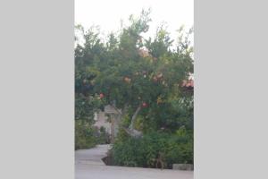 Φωτογραφία από το άλμπουμ του Kondina Village στα Βιγκλάφια
