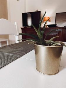 a potted plant sitting on top of a table at Długopole Dolne Apartament in Długopole-Zdrój