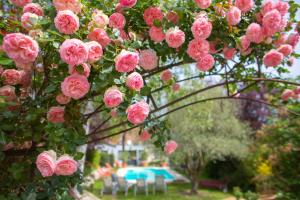 a bunch of pink roses hanging from a tree at Hôtel Spa - Au Charme Rabelaisien in Amboise
