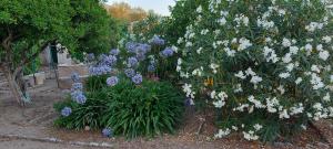 A garden outside Casa Castellitx Mallorca