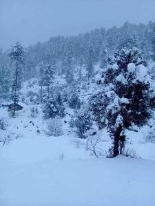 un campo cubierto de nieve con un árbol en el primer plano en Happy Heart Hotel & Restaurant, en Malam Jabba