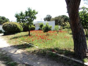 A garden outside Beachfront Villa Hoopoe Schinias, Marathon