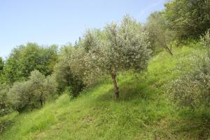un árbol en una colina con césped y árboles en Tradizione Toscana ristrutturata nel 2021 en Barga
