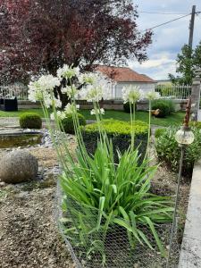 Giardino di Gîte des Agapanthes