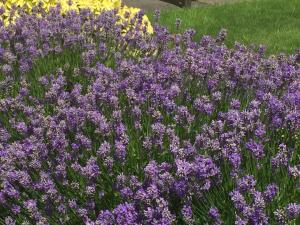 un montón de flores púrpuras en un campo en Dorstan House, en Edimburgo