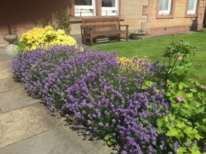 een tuin met paarse bloemen voor een bankje bij Dorstan House in Edinburgh