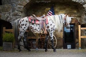 Gallery image of Ranch du Haut-Languedoc in La Salvetat