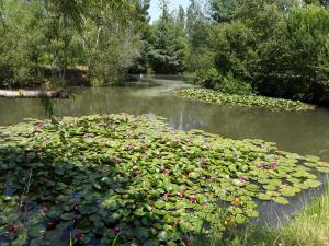 einen Teich mit vielen Wasserpflanzen und Bäumen in der Unterkunft Cottage La Halouère in Saint-Philbert-du-Peuple