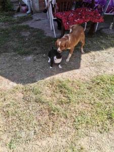 Huéspedes con una o varias mascotas en Kuca za odmor Simic