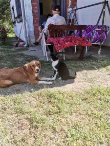 Huéspedes con una o varias mascotas en Kuca za odmor Simic