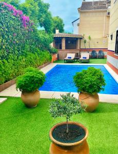 a yard with two potted plants and a swimming pool at Casa Alameda in Fuengirola