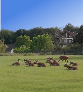 a herd of deer laying in a field at Hotel Heiderhof in Obersteinebach