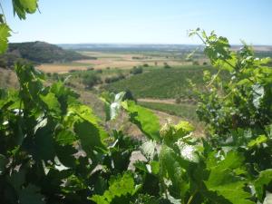 a view from a vineyard through the leaves of plants at La Cantamora Hotel Rural Pesquera de Duero in Pesquera de Duero +26 photos