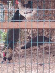 un grupo de pollos y pollos en una jaula en Villa Marija, en Podgora