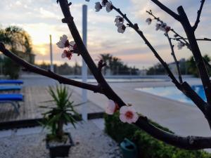 Gallery image of Villa Verdi: Luxury villa with private pool in Peyia