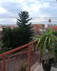 a pine tree on a balcony with a fence at Check-In Kaya in Sibiu