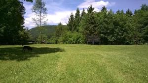 un chien debout au milieu d'un champ d'herbe dans l'établissement Waldpension Harzer Waldwinkel, à Bad Grund